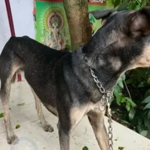 A Black and Brown Indie Dog Found from Chennai-2