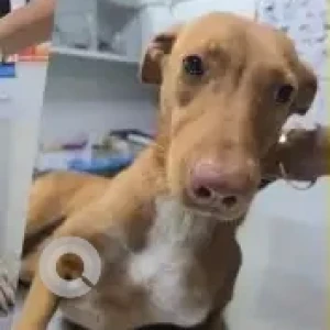 A White-Brown Mix Indie Dog Found from BTM Layout, Bengaluru
