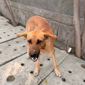 A Brown Indie Dog Found from A block, Sector-61