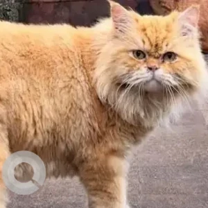 A White-Brown Mix Persian Cat Missing from Anna Nagar East Roundtana