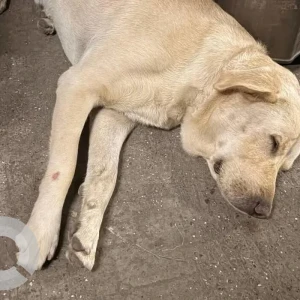 A White Lab Dog Found from Vijay Sales near Pune Station-2
