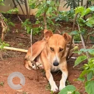 A White-Brown Mix Indie Dog Missing from Mana Capitol, Next to RGA Tech Park, Sarjapura-2