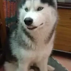 A Black and White Husky Dog Missing from Gautam Nagar