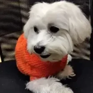 A White Maltese Dog Found from Srinivas Nagar bank colony-2