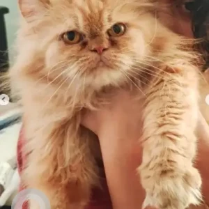 A Orange Indie-Persian Dog Missing from Bengaluru