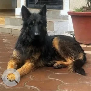 A Black and Brown German Shepherd Dog Missing from Nagoa, Saligao