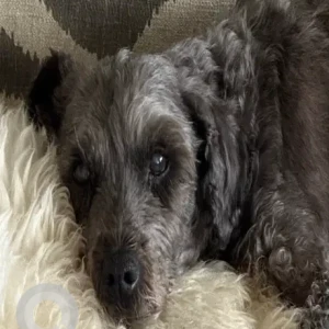A Brown Poodle Dog Missing from Plymouth Country Club.