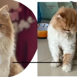 A White-Brown Mix Persian longhair Cat Missing from Pullman Hotel Marjan