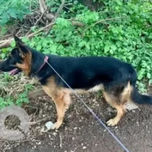 A Black and Brown German Shepherd Dog Found from RT Nagar, Bengaluru-2