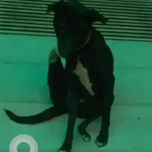 A Black Indie Dog Found from Karr Skoda showroom, JP Nagar