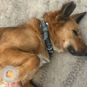 A Brown Indie Dog Missing from The Villas Sector 33-2