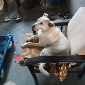 A White Indie Dog Missing from Gundavli, Andheri East-2
