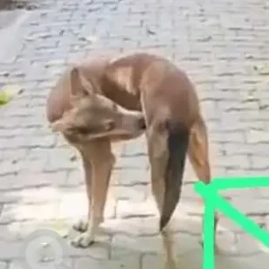 A Brown Indie Dog Missing from Lawrance road, keshav puram