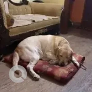 A White-Brown Mix Labrador Dog Missing from Annapurneshwari nagar, near Bakasura bandi