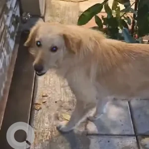 A Golden Indie mix Dog Found from Baner, Pune-2
