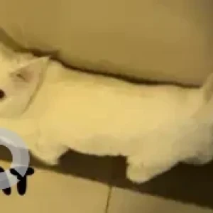 A White Siamese Cat Missing from Dubailand residence complex-2