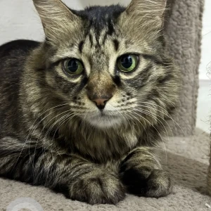 A Black and Brown Indie Cat Missing from House no. 322, Sector 47