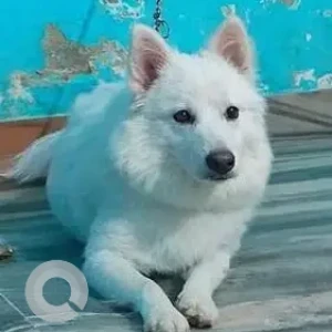 A White Pomeranian Dog Missing from Wazirabad, Sector-52