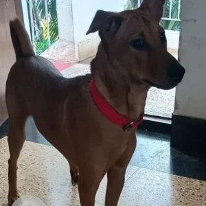 A Brown Indie Dog Found from ayanagar 1st block, opposite Sharadha nursery school