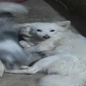 A White Indian Spitz Dog Missing from D sector Itanagar