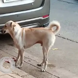 A White-Brown Mix Indie Dog Missing from Marine Lines, Mumbai-2