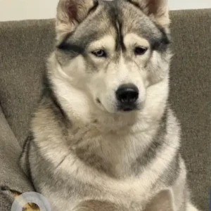 A White and Grey Husky Dog Missing from Bertino St/Onset Ave