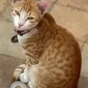 A Orange Indie Cat Missing from Viswas Rhythm Apartment Jakkur