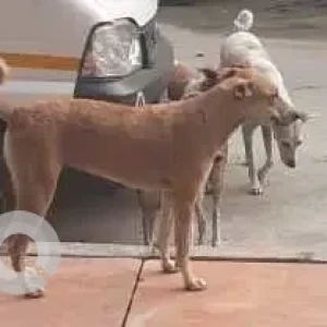 A White Indie Dog Missing from Raigar Pura, khalsa-2