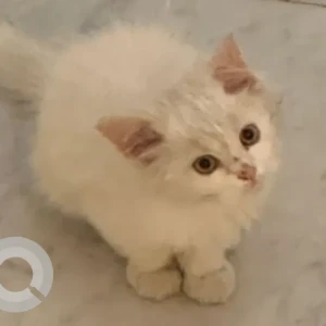 A White DOMESTIC LONGHAIR Cat Missing from Al Manara