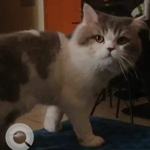 A White and Grey Domestic Shorthair Cat Missing from Al Muhisanah 4 LULU VILLAGE