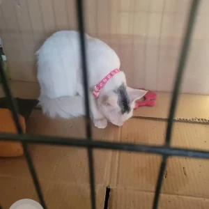 A White Indie Cat Found from Benson Town-3