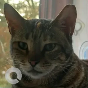 A Black and Brown Domestic Shorthair Cat Missing from Near Heritage Village, BBQ Spot