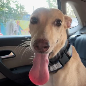 A White-Brown Mix Indie Dog Missing from Malad West, Mumbai