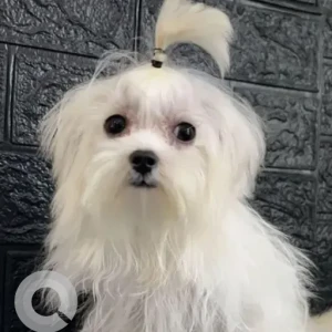 A White Maltese Dog Missing from Kuvempunagar