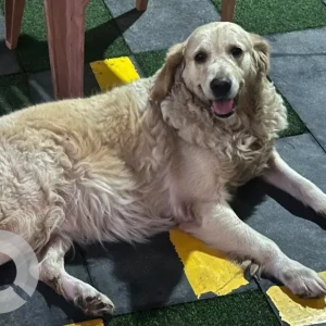 A Brown Golden Retriever Dog Found from 5th main road, Anna nagar