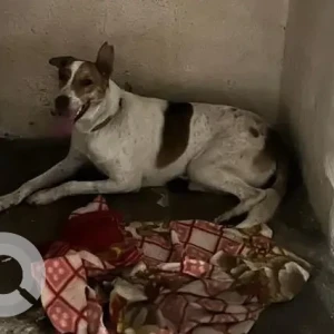 A White-Brown Mix Indie Dog Found from Pune