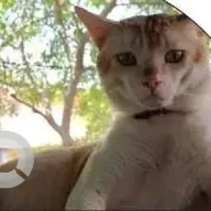 A White-Brown Mix Indie Dog Missing from Guwahati