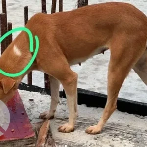 A White-Brown Mix Indie Dog Missing from Mana Capitol, Next to RGA Tech Park, Sarjapura-3