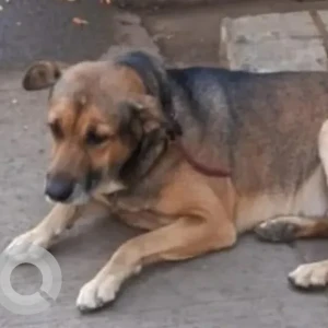 A Black and Brown Indie Dog Missing from Pestom Sagar Road No 4 Chembur
