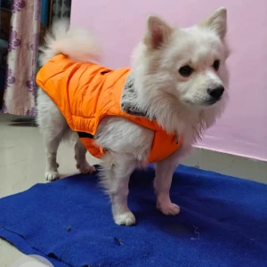 A White Indian Spitz Dog Missing from Mayur Vihar Phase