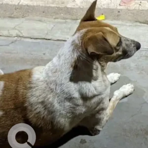 A White-Brown Mix Indie Dog Missing from Paduvarahalli or Jayalakshmipuram-4