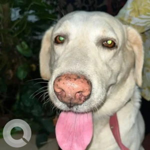 A White Labrador Dog Found from Kuvempunagar