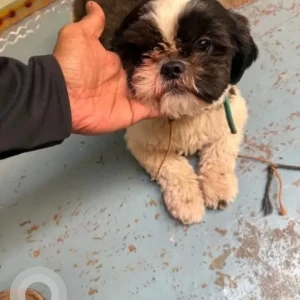 A Black and White Shih Tzu Dog Missing from TC Palya near St Anthony's church-3