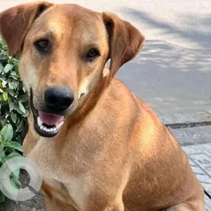 A White-Brown Mix Indie Dog Missing from Emaar Emerald Hills, Sector 65