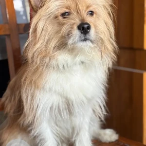A Golden Lhasa Apso cross Dog Missing from Sonapur-2