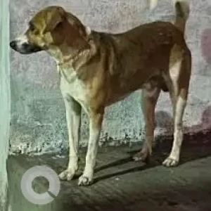 A White-Brown Mix Indie Dog Found from Anna main road near IDBI bank, Kolapakkam-3