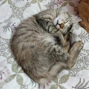 A Black and Brown Indie Cat Missing from Baguiati-3