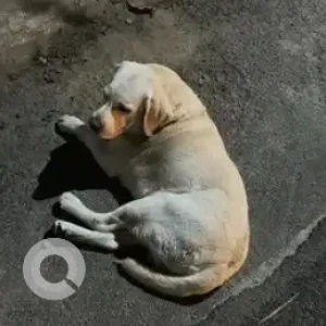 A White-Brown Mix Labrador Dog Found from Srinagar, Library road