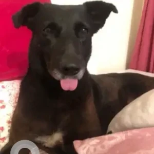 A Black Indie Dog Missing from Geetanjali enclave