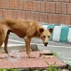 A White-Brown Mix Indie Dog Missing from Karnataka Chitrakala Parishath, Kumara park